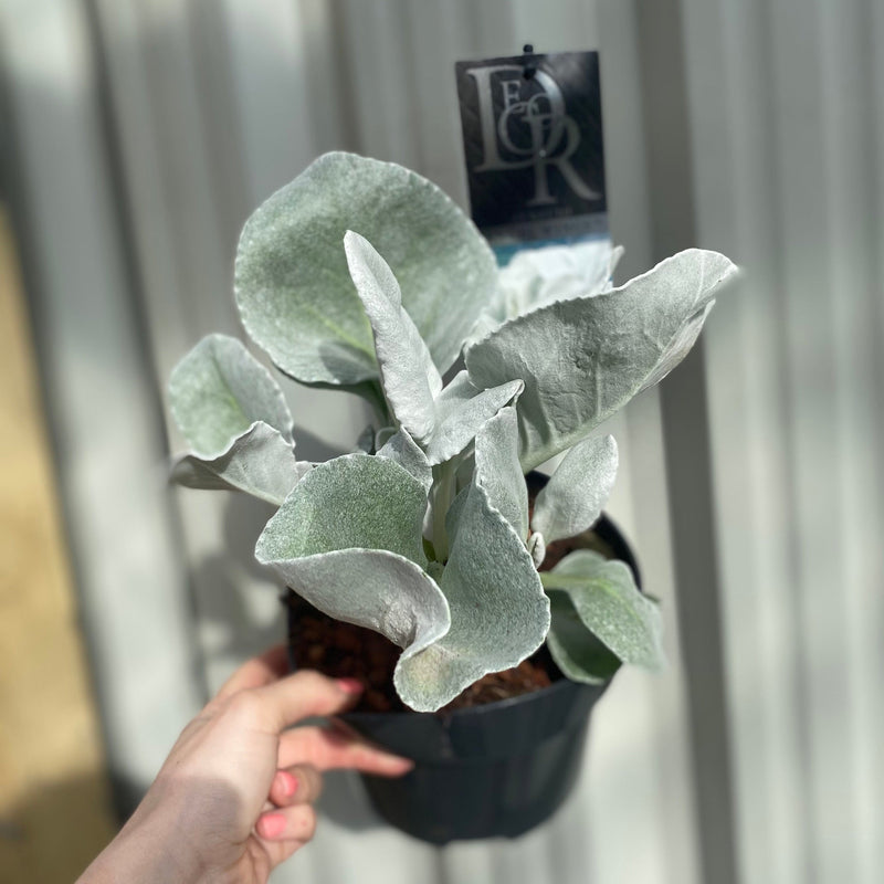 Senecio 'Angel Wings' Evergreen 9cm/2L/5L -
