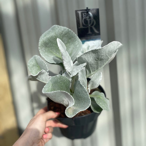 Senecio 'Angel Wings' Evergreen 9cm/2L/5L -