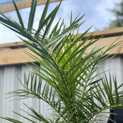 Phoenix Palm | Phoenix canariensis 'Canary Island Date Palm' 60-70cm / 70-80cm -