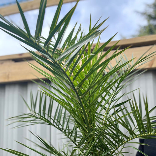 Phoenix Palm | Phoenix canariensis 'Canary Island Date Palm' 60-70cm / 70-80cm -