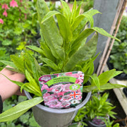 Penstemon 'Hewells Pink' 9cm/1.5L -