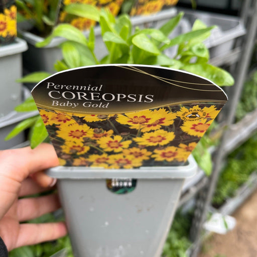 Coreopsis - Baby Gold 1.5L -
