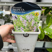 Nepeta faassenii (Catmint) 1.5L -