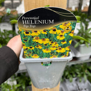 Helenium - Tip Top 1L -