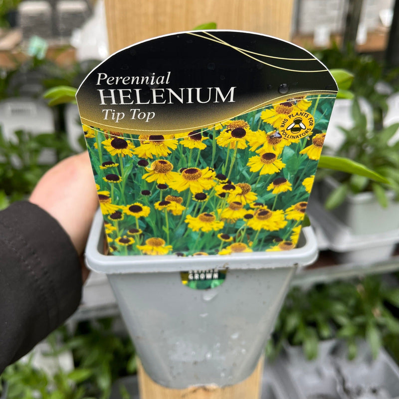 Helenium - Tip Top 1L -