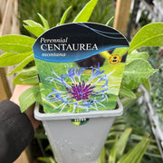 Centaurea caerulea 1L -
