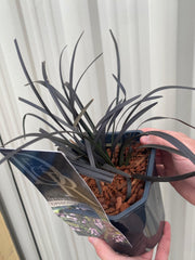Ophiopogon planiscapus Nigrenscens 'Black Mondo Grass' 2L -