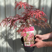 Acer palmatum 'Extravaganza' 3L -