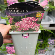 Achillea millefolium 'Cerise Queen' (9cm Pot) -