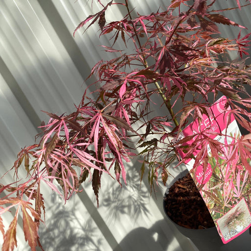 Acer palmatum 'Extravaganza' 3L -