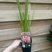 Cortaderia selloana Pink Pampas Grass 9cm/1L/2L/4L -
