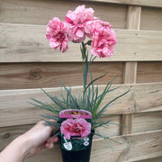 Dianthus 'Doris' 9cm -