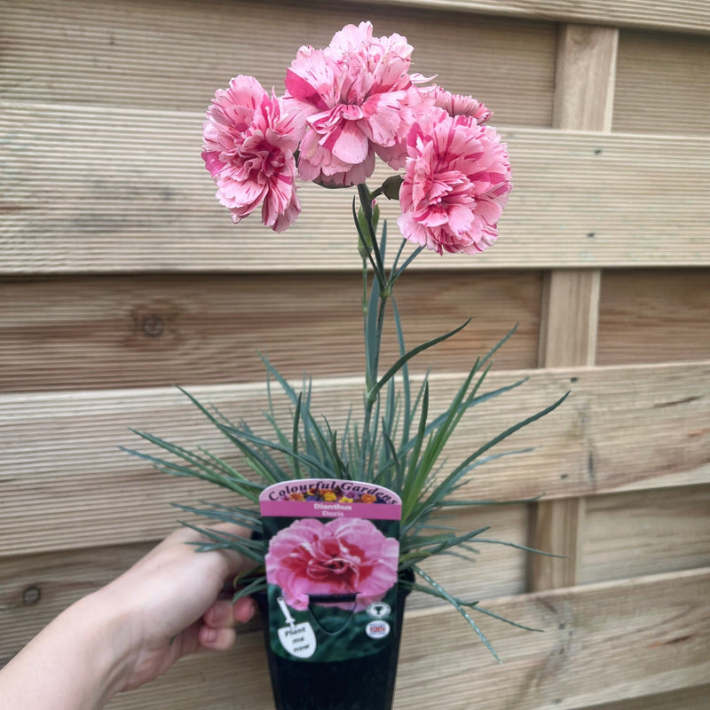 Dianthus 'Doris' 9cm -