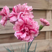 Dianthus 'Doris' 9cm -