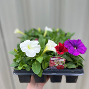 Petunia Tray (Tray of 12 Plants) -