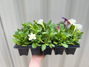 Petunia Tray (Tray of 12 Plants) -