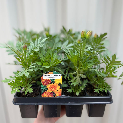 French Double Marigolds (Tray of 20 Plants) -