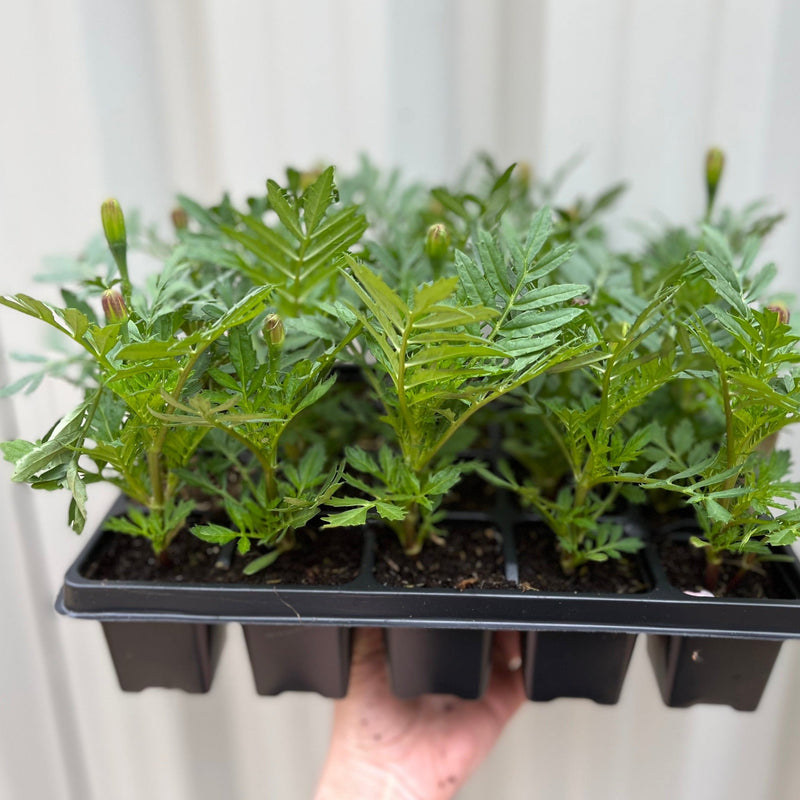 French Double Marigolds (Tray of 20 Plants) -