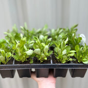 Trailing Lobelia (Tray of 18) -