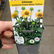 Echinacea purpurea Prairie Blaze Yellow 9cm Pot -