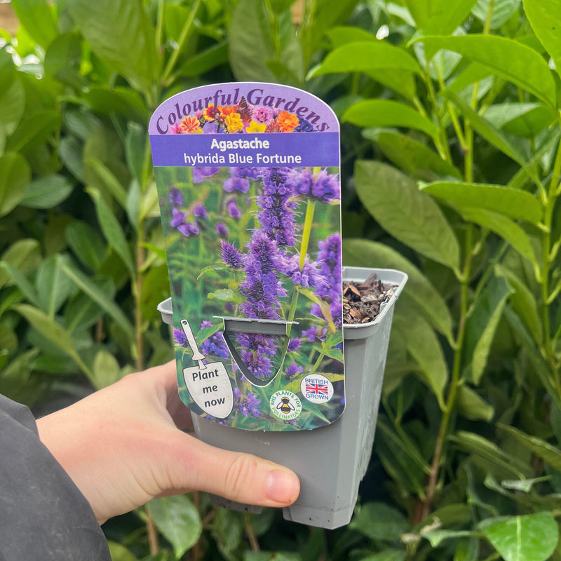 AGASTACHE 'Blue Fortune' 9cm -