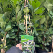 Evergreen Star Jasmine | Trachelospermum jasminoides | Climber -