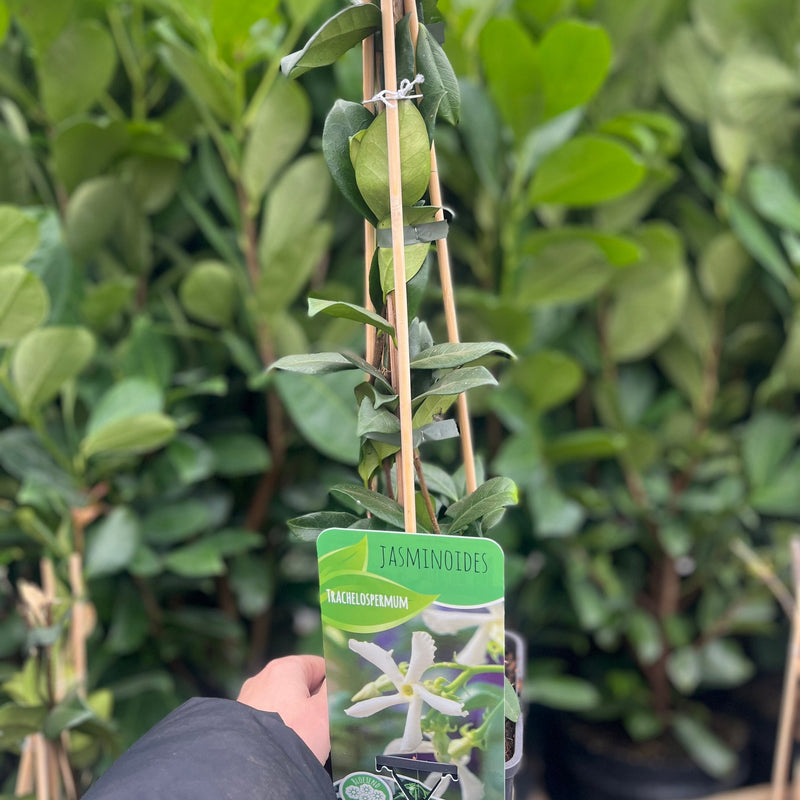 Evergreen Star Jasmine | Trachelospermum jasminoides | Climber -