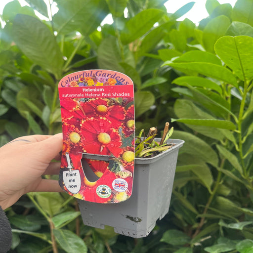 Helenium 'Red Shades' 9cm -