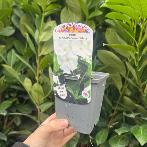 Phlox paniculata Summer White 9cm Pot -
