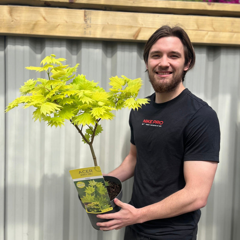 Acer shirasawanum 'Jordan' 3L (60cm) -