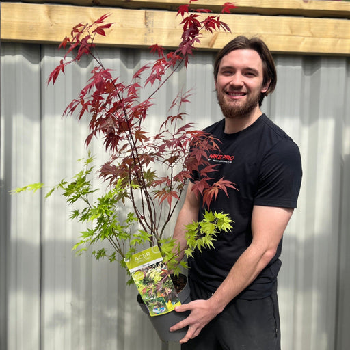 Acer palmatum 'Festival' 3L -