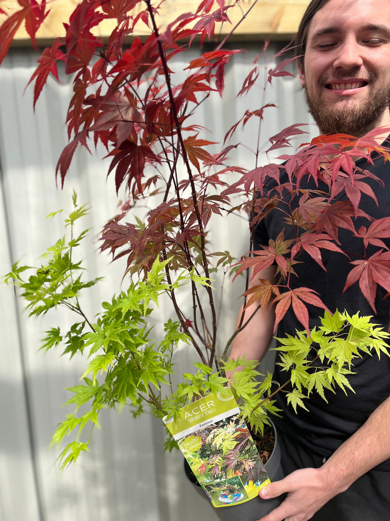 Acer palmatum 'Festival' 3L -