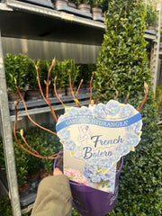 Hydrangea 'French Bolero' Blue 3L -