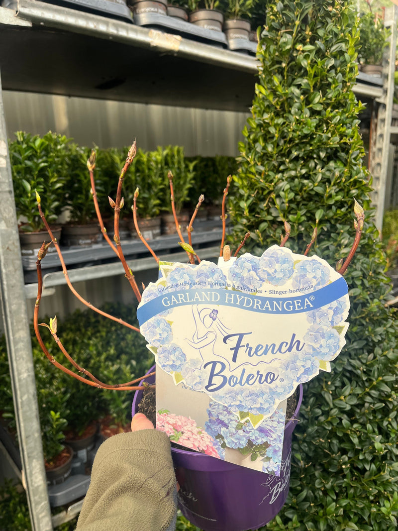 Hydrangea 'French Bolero' Blue 3L -