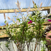 Salix intergra 'Hakuro - Nishiki' Flamingo Dwarf Willow Tree (multiple sizes available) - Home & Garden