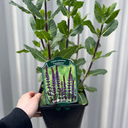 Salvia nemorasa 'Caradonna' 9cm / 2L -