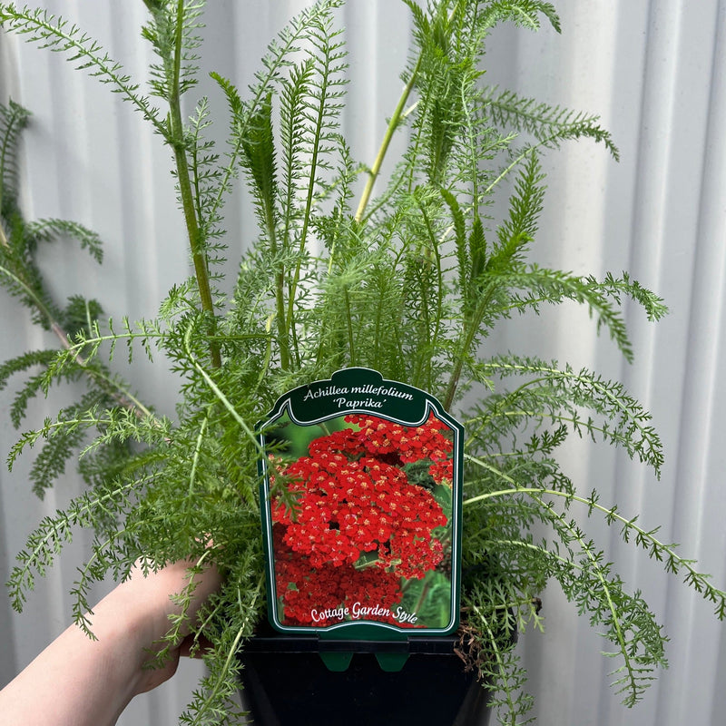 Achllea millefolium 'Paprika' 2L -