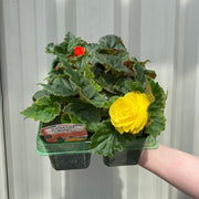 Begonia 'Non-Stop' | Tray of 6 Mixed Plants -