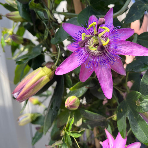 Passion flower Climber | Passiflora caerulear | 110cm -