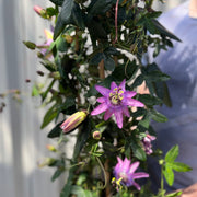 Passion flower Climber | Passiflora caerulear | 110cm -