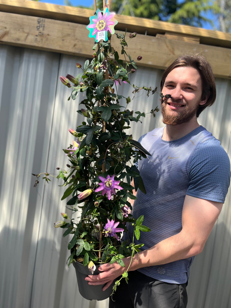 Passion flower Climber | Passiflora caerulear | 110cm -