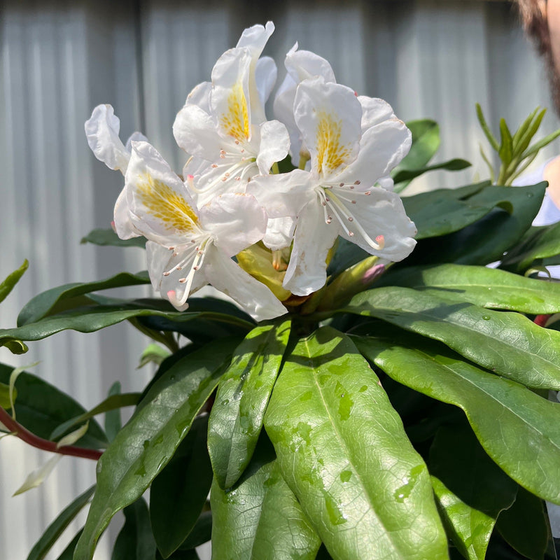 Rhododendron 'Madame Masson' 2L/5L -