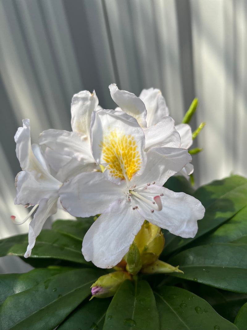 Rhododendron 'Madame Masson' 2L/5L -