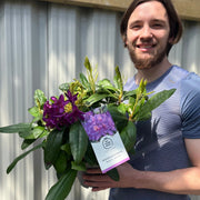 Rhododendron 'Marcel Menard' 2L / 5L -