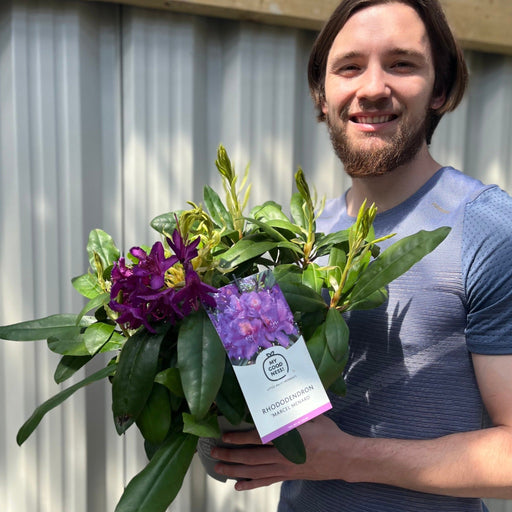 Rhododendron 'Marcel Menard' 2L / 5L -