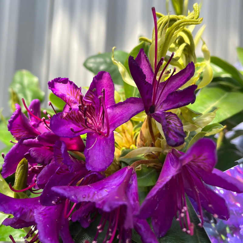 Rhododendron 'Marcel Menard' 2L / 5L -