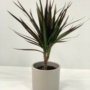 Dracaena Marginata 'Dragon Tree' 1 Stem -