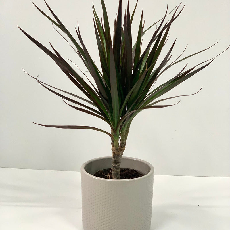 Dracaena Marginata 'Dragon Tree' 1 Stem -
