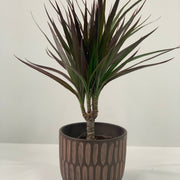 Dracaena Marginata 'Dragon Tree' 1 Stem -