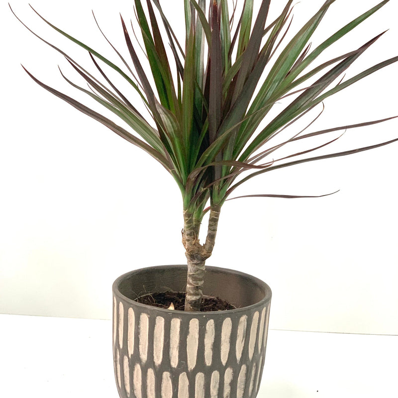 Dracaena Marginata 'Dragon Tree' 1 Stem -